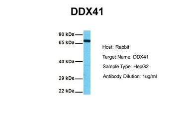 DDX41 antibody