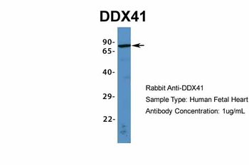 DDX41 antibody