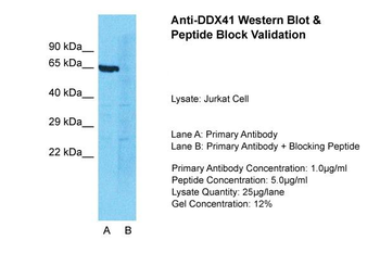 DDX41 antibody