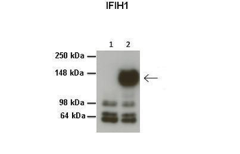 IFIH1 antibody