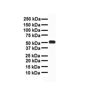 CHRFAM7A antibody