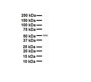 CHRFAM7A antibody