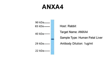 ANXA4 antibody