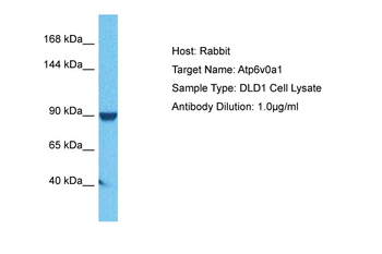 Atp6v0a1 antibody