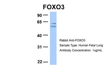 FOXO3 antibody