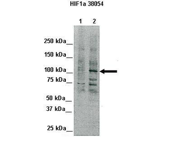 HIF1A antibody