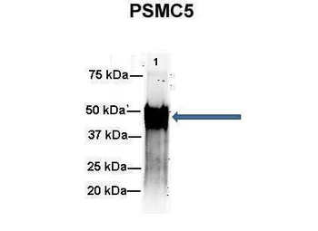 PSMC5 antibody