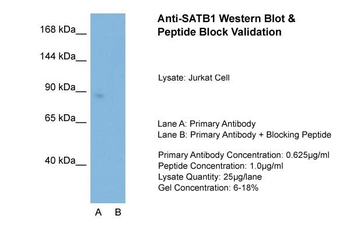 SATB1 antibody