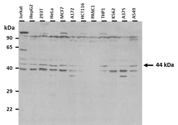 TEAD4 antibody