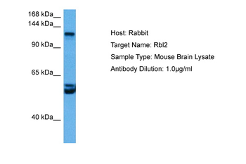 RBL2 antibody