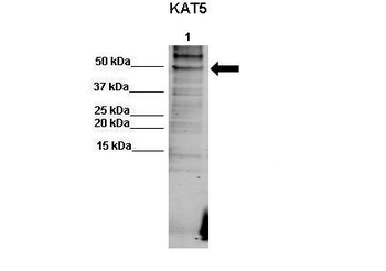 KAT5 antibody