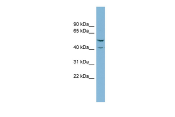 ERF antibody