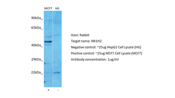 NR1H2 antibody