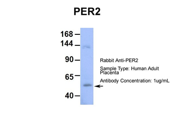 PER2 antibody