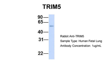 TRIM5 antibody