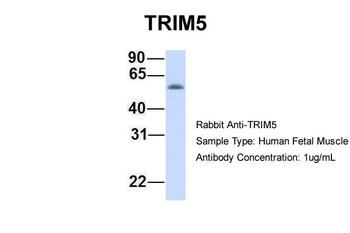 TRIM5 antibody