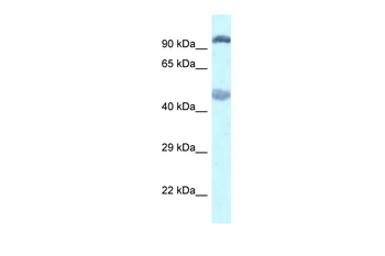 Egln2 antibody