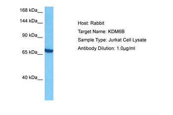 JMJD3 antibody