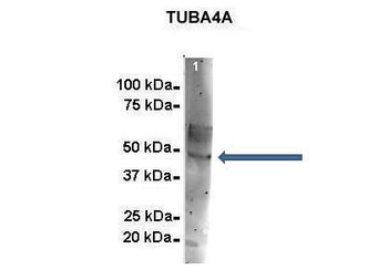 TUBA4A antibody