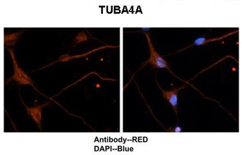 TUBA4A antibody