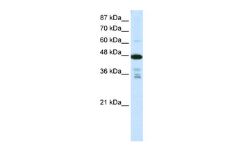 PRMT2 antibody