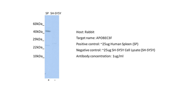 APOBEC3F antibody