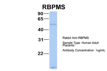 RBPMS antibody
