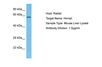 HNRPL antibody