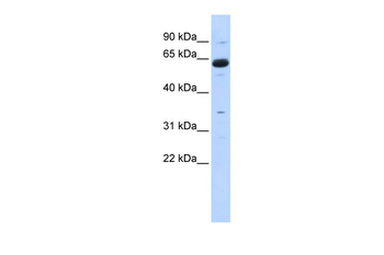 CPNE1 antibody
