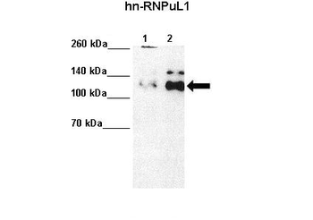 HNRPUL1 antibody