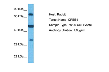 CPEB4 antibody