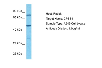 CPEB4 antibody