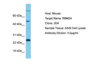 RBM24 antibody