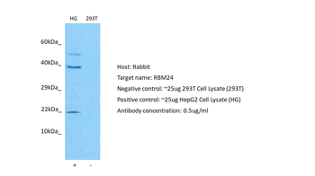 RBM24 antibody