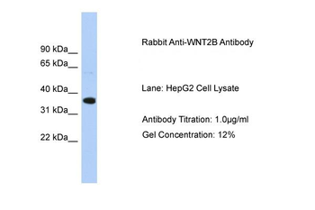 WNT2B antibody