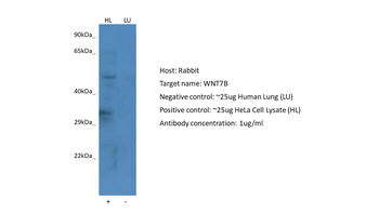 WNT7B antibody