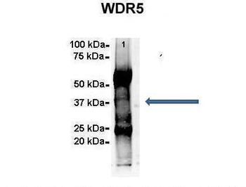 WDR5 Rabbit Polyclonal Antibody