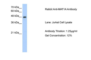 MAT1A antibody