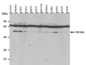 CYP1A1 antibody