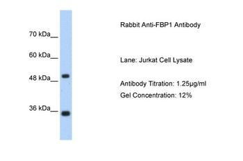 FBP1 antibody