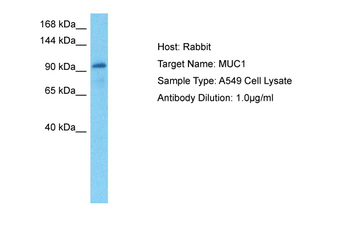MUC1 antibody