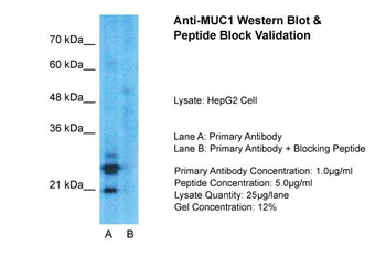 MUC1 antibody