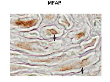 MFAP4 antibody