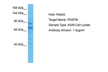 POSTN antibody