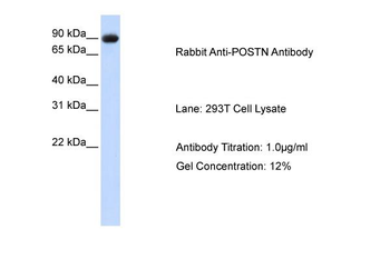 POSTN antibody