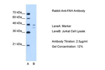 FAH antibody