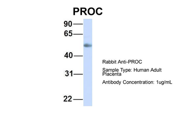 PROC antibody