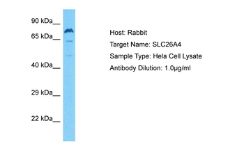 SLC26A4 antibody