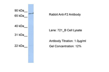 F2 antibody