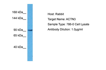 ACTN3 antibody